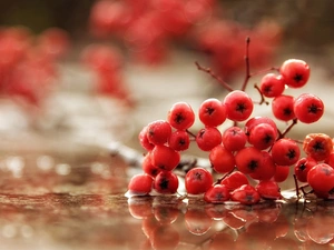 Close, reflection, Plant, twig, red hot