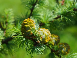 larch, young, cones, twig