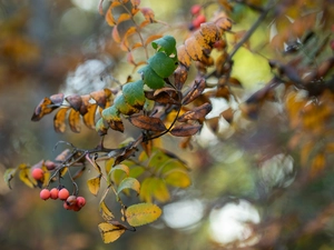 Plant, Autumn, Fruits, twig, Red, Leaf