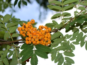 Plant, Leaf, summer, twig