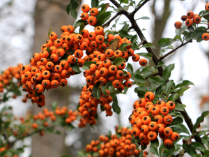 Scarlet firethorn, Fruits, twig