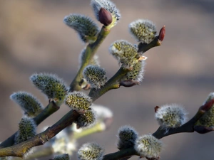 Twigs, Willow, database
