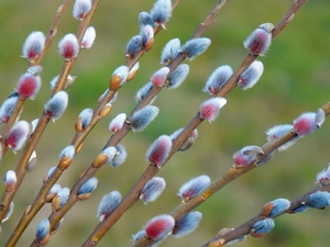 Twigs, Willow, database