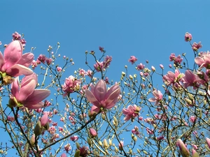Twigs, Spring, flourishing