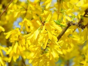 Twigs, forsythia, Flowers