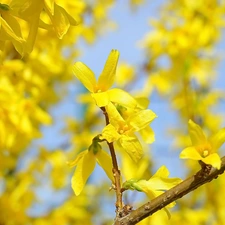 Yellow, Twigs, forsythia, Flowers, Bush