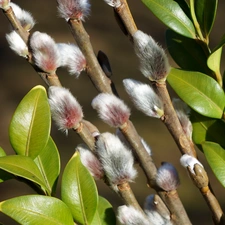 Twigs, Willow, Leaf, Boxwood, green ones, database