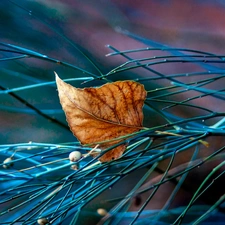 Twigs, dry, leaf