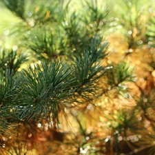 Twigs, pine, needle