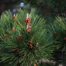 pine, green ones, Twigs