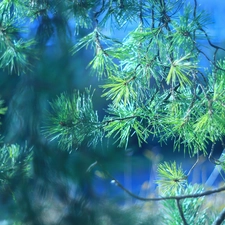 Twigs, White Pine