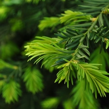 pine, Twigs