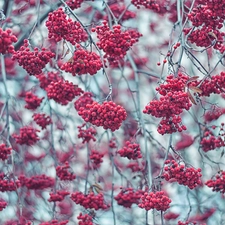 Plant, Fruits, autumn, Twigs