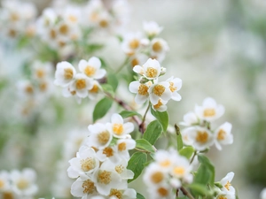 Bush, Twigs, White, Flowers, jasmine