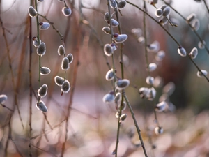 Willow, rapprochement, database, Twigs