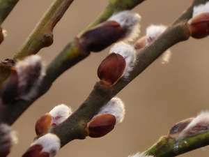 Twigs, database, Willow