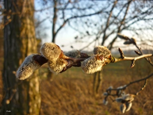 Willow, database, Spring, Twigs