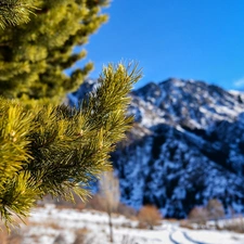 winter, pine, Twigs, Mountains