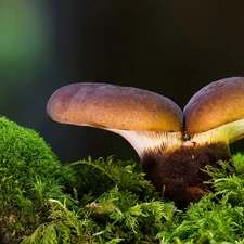 Moss, mushrooms, Two cars