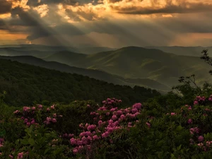 State of North Carolina, The United States, Appalachian Mountains, trees, clouds, light breaking through sky, Flowers, Rhododendron, viewes
