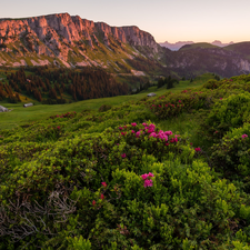 Valley, woods, Switzerland, Flowers, Canton of Bern, Alps, Mountains, Rhododendron