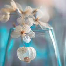 blue, Vase, Flowers, hydrangea, dry