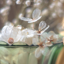 Flowers, dry, glass, Vase, hydrangea, physalis