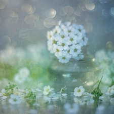 glass, vase, White, Flowers, Spiraea