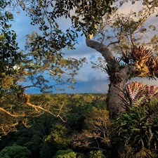 VEGETATION, trees, viewes