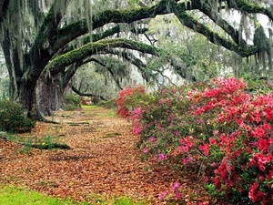 trees, viewes, azalea, rhododendron, Park
