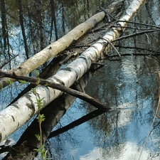 viewes, birch, fallen, trees, water