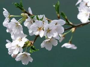 Blossoming, trees, viewes, twig