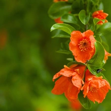 branch, trees, viewes, blooming