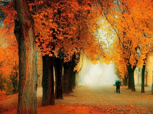 lane, autumn, viewes, caretaker, trees, Street
