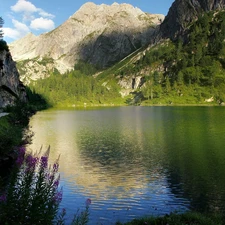 viewes, Conifers, Mountains, trees, lake