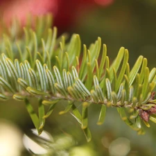 viewes, fir, Plants, trees, nature