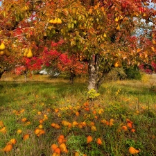 fruit, truck concrete mixer, trees, viewes, orchard