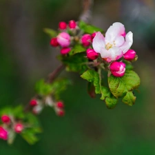 viewes, fruit, Flowers, trees, twig