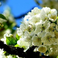 viewes, fruit, Flowers, trees, White
