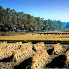 viewes, Korea, cereals, trees, cultivation