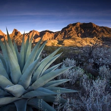 Mountains, trees, viewes, Cactus