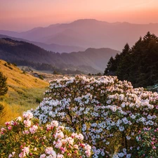 Rhododendrons, Flowers, trees, viewes, Mountains, Rhododendron