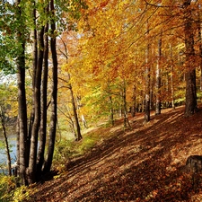 viewes, River, scarp, trees, autumn