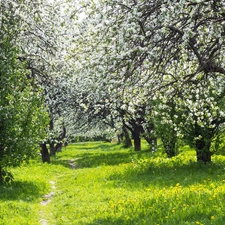 viewes, Spring, flourishing, trees, Park