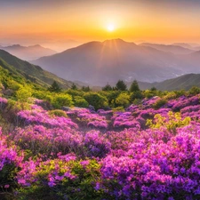 Fog, Mountains, trees, viewes, rhododendron, Sunrise