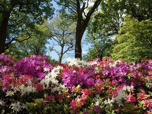 viewes, Rhododendron, trees