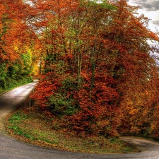 viewes, turn, Way, trees, autumn