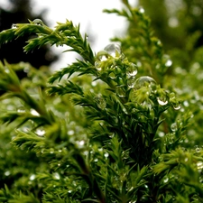 water, Conifers, drops