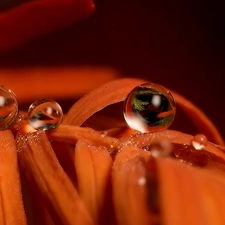 water, Leaf, drops