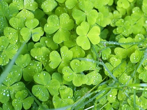 water, trefoil, drops